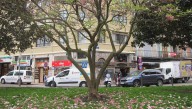La poda del arbolado provocará cortes temporales de tráfico en varias calles