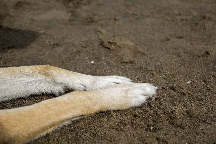 Estrella de “Rápidos y furiosos” se entregó a la policía tras ser acusado de crueldad animal