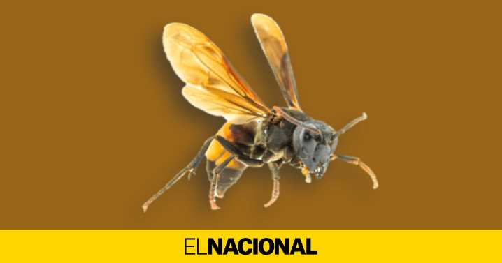 El truco para reconocer las avispas velutinas y qué hacer si te pican