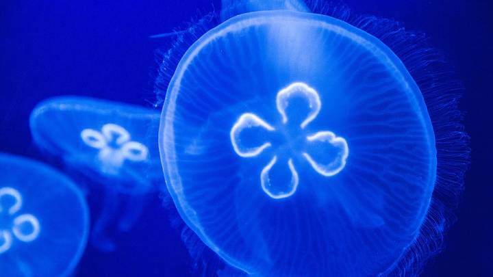 Moon Jellyfish: Coastal Dwellers With Gentle Stingers