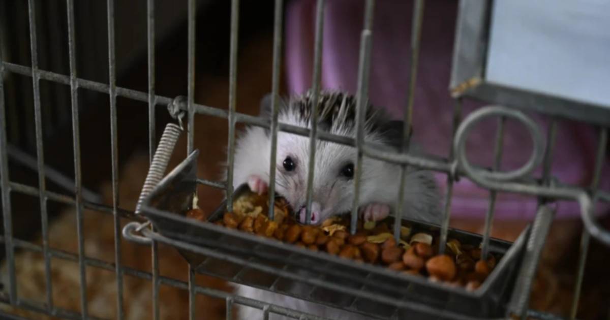 Rescataron a 87 erizos africanos en un criadero ilegal de Balvanera