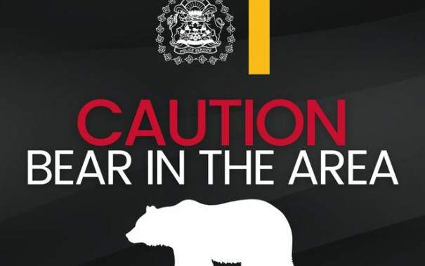 Black bear tranquilized in southwest Calgary, will be relocated