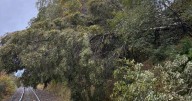 Storm Amy: 42,000 homes without power and Aberdeen rail line blocked by trees