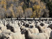 Thousands of sheep will take over Brigham City on Saturday; a nearly 100
