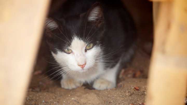 Mujer amenazó a su ex con deshacerse de sus gatos si no le daba $3 millones