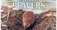 LEAVE IT TO BEAVERS