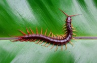 Exotic pet owner lets monstrous centipede explore his chest