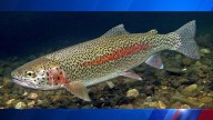 Fall trout season opens in Illinois on October 18