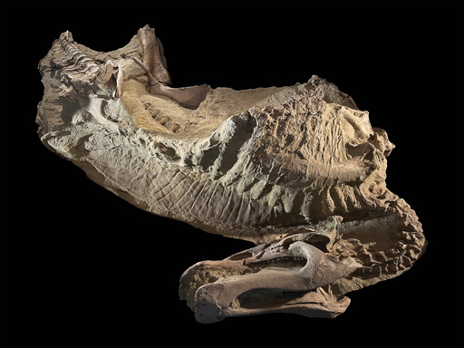 Rare dinosaur mummies help scientists recreate their prehistoric lives