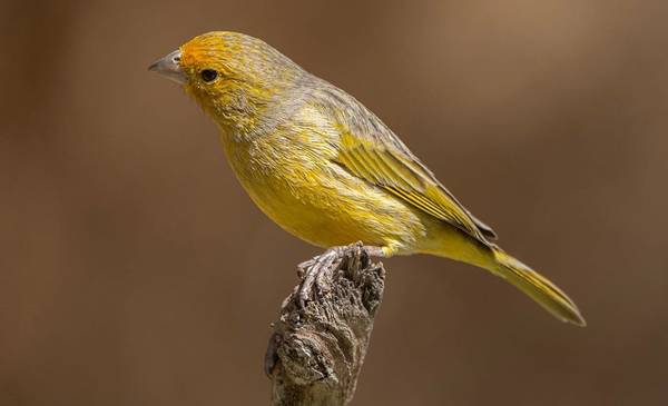 Lo vas a escuchar más en primavera: el pájaro colorido que llena de música