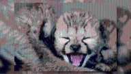 Tanganyika Wildlife Park celebrates birth of seven cheetah cubs