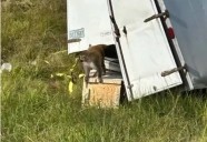 ¿Escapó un mono infectado con herpes y covid en Mississippi?