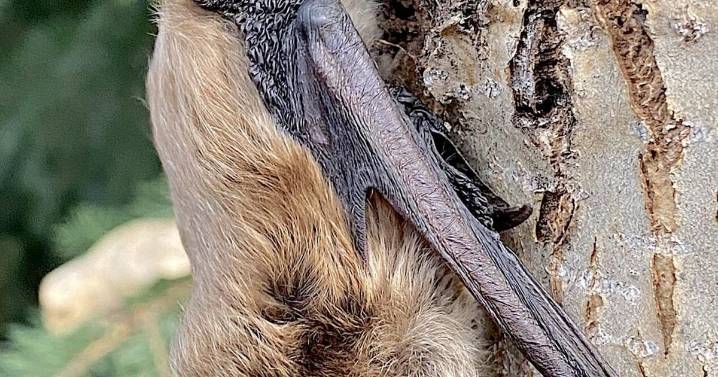 See a bat in or around your home? Don’t panic, here’s what you need to know