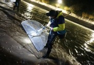 Así será campaña de la angula en Asturias: licencias limitadas y 30 días de pesca por profesional