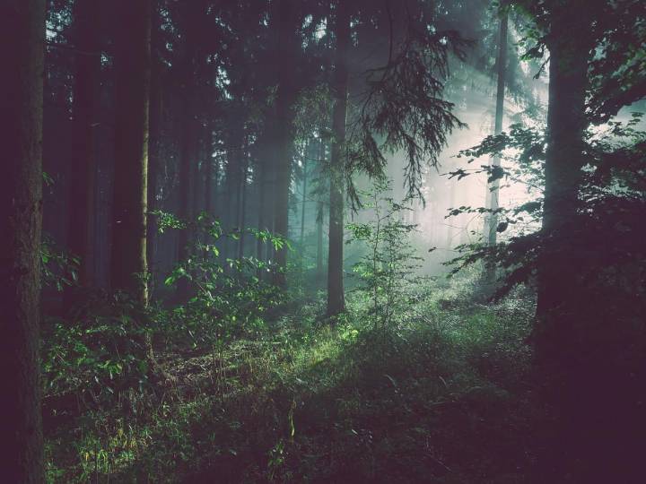 India climbs to 9th globally in forest cover, maintains 3rd rank in forest growth