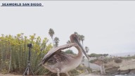 Distressed pelican found in AZ returned to California after treatment