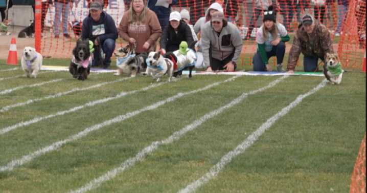 Corgis compete for top dog title in first-ever races at Missoula's Ogren Park