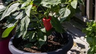 How To Help Your Pepper Plants Survive Winter So They Thrive Come Spring