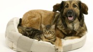 FDA issues recall of several brands of pet food due to salmonella risk