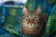 Kitten adoption event held Saturday in north Phoenix