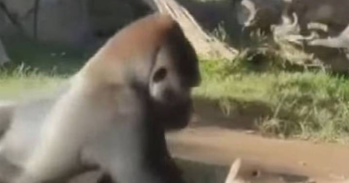 Terrifying moment gorilla charges at zoo visitors and shatters glass wall