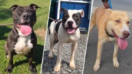 15 dogs in need of forever homes from Trenton Animal Shelter