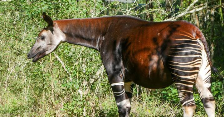 Meet Asili, an 8-year-old endangered okapi expected to give birth later this year