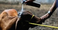 Detectan nuevo caso de gusano barrenador en Querétaro; plaga está presente en 10 estados