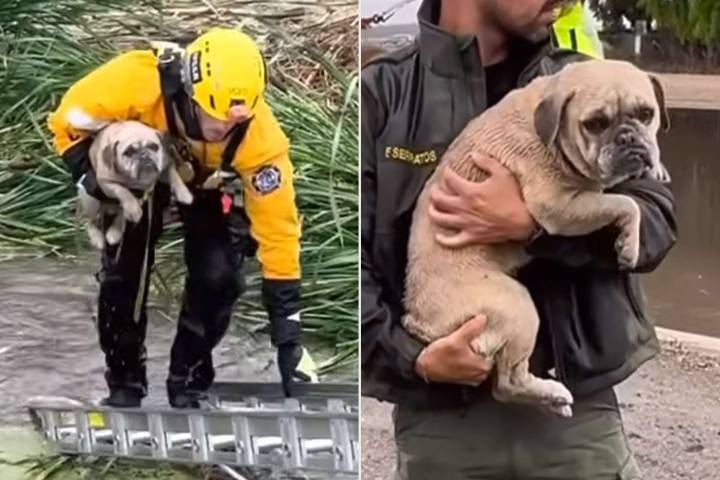 Small Pouting Dog Rescued From Rising Floodwaters After California Storm