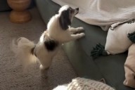 Owners Can’t Cope With Moment Dog Has Realization After 10 Days Away