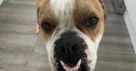 From the Shellharbour streets to Vincentia, Cosmo's story teaches an important lesson