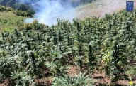Destruyen tres plantíos de mariguana en Uruachi