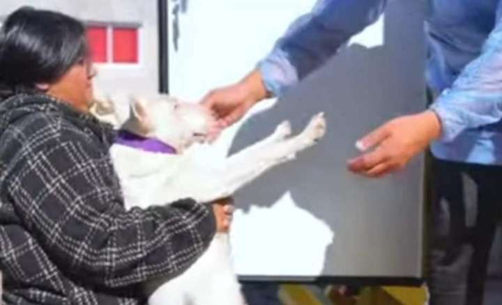 Campaña de castración de mascotas con quirófano móvil