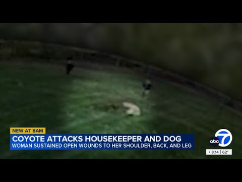 Coyote caught on video attacking housekeeper and family dog