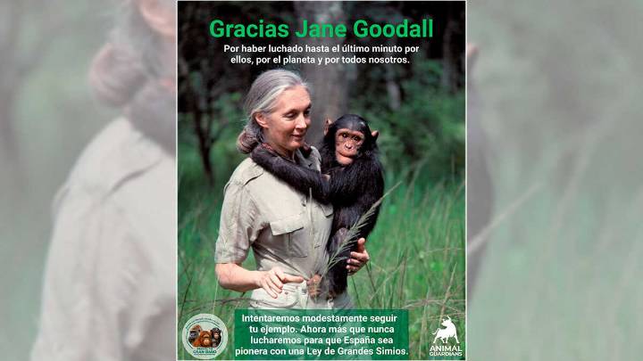 Adiós a Jane Goodall, la primatóloga que cambió la mirada sobre los chimpancés