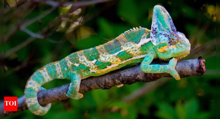 Chameleons: 10 incredible facts about nature’s colour
