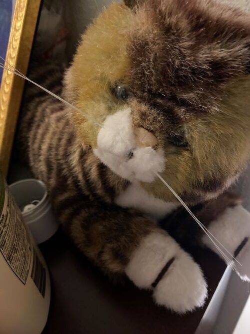 Self-Driving Car Murdered Beloved SF Cat