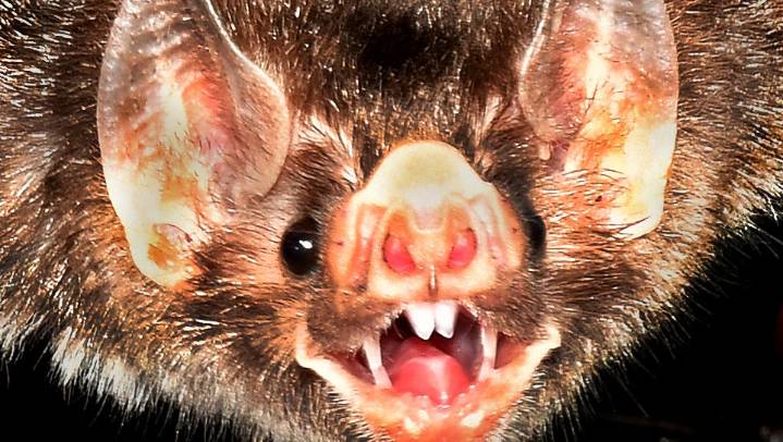Bat tests positive for rabies after bite reported in St. Clair County