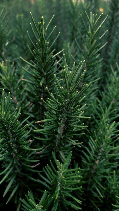 Boost Your Hair Health: 6 Benefits of Rosemary