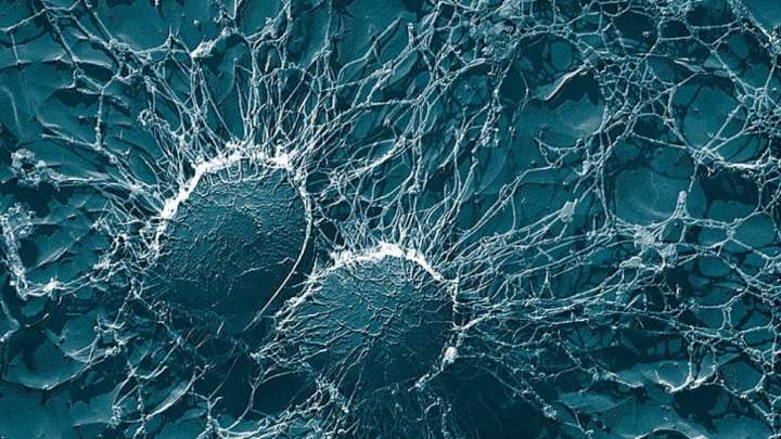 Descubren moléculas fluorescentes que brillan y permiten ver mejor las células humanas