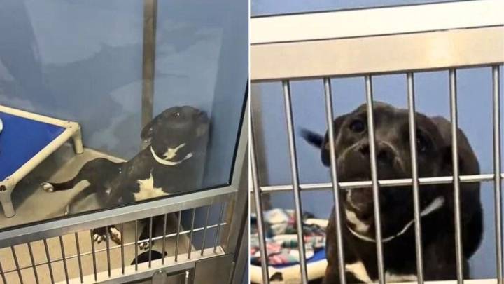 Arizona Shelter Dog’s Joyful Reaction To Being Noticed After Years In A Kennel Moves Viewers To Tears