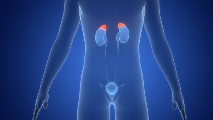 Una píldora logra frenar el daño renal y controlar la presión arterial