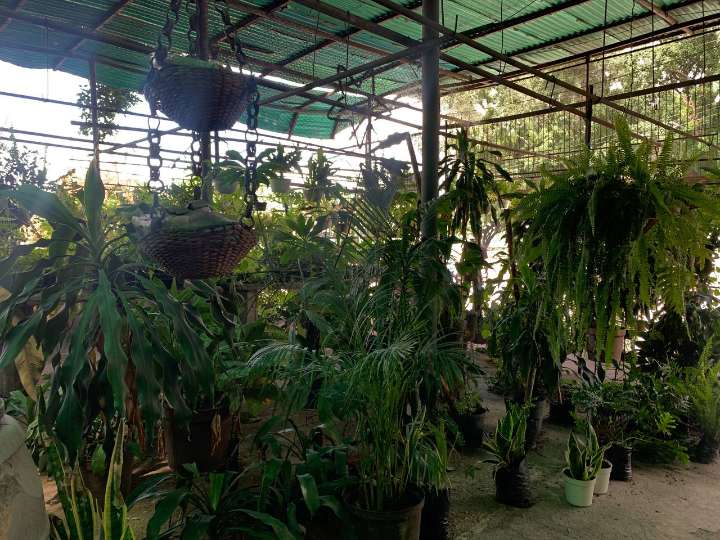Venta de pinos y flores navideñas se iniciarán a mediados de noviembre