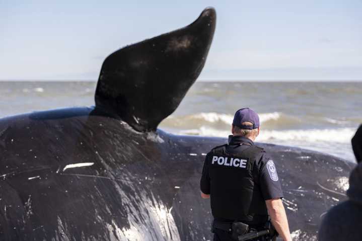 North Atlantic right whale population ticks up again: ‘Cautiously optimistic’