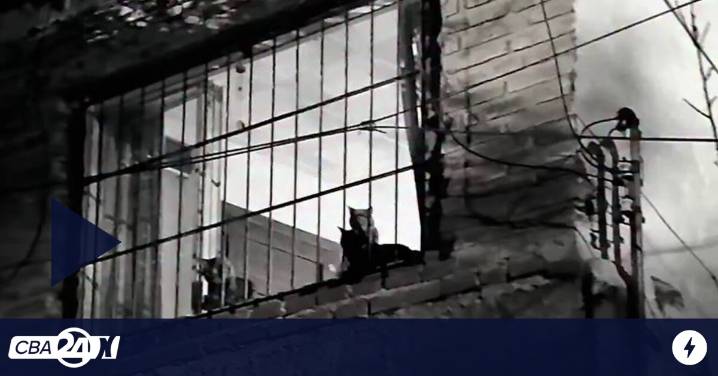 Denuncian que comen gatos en Córdoba: pobreza, sin techo y drogas