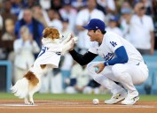 Where to watch Los Angeles LA Dodgers vs Cincinnati Reds Game 1 streaming live on demand for free without cable today; MLB playoffs NL Wild Card odds, series schedule, pitching matchup
