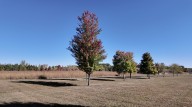 Fall lawn care you can do now during drought