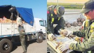 Un operativo frenó un insólito contrabando de aves y tortugas en bolsas de cebolla