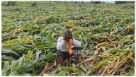 Over 33 lakh Maha farmers to benefit from State flood relief package