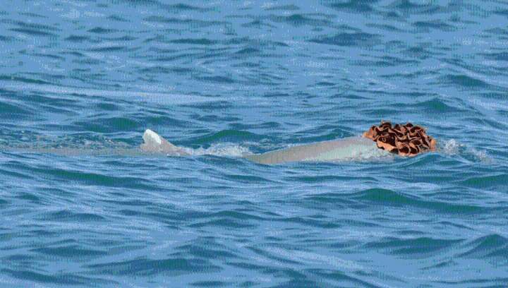 Sea Sponge “Wigs” Help Male Australian Humpback Dolphins To Woo Their Partners